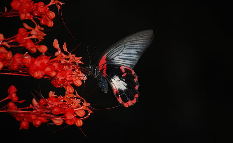 Black and red, flowers, butterflies, HD wallpaper