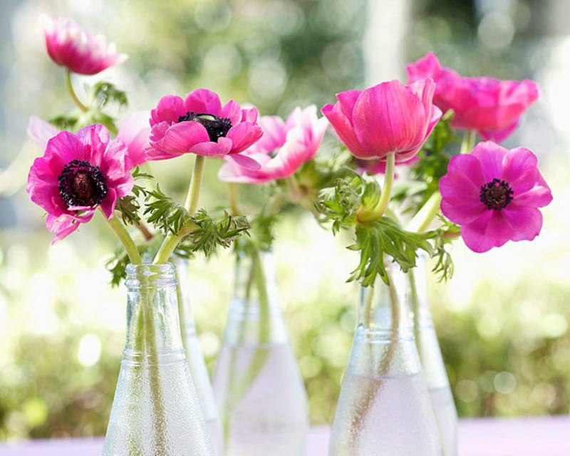 Beautiful Anemones, flowers, Anemones, bottles, pink, HD wallpaper