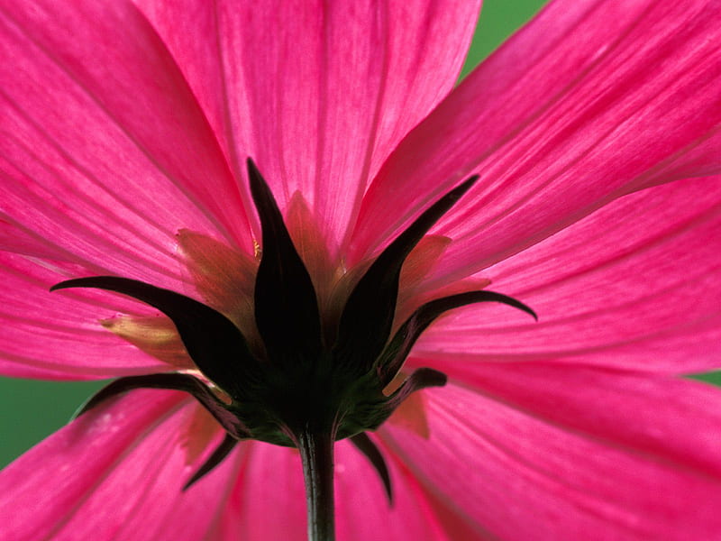 Cosmos Flower, pink, HD wallpaper | Peakpx