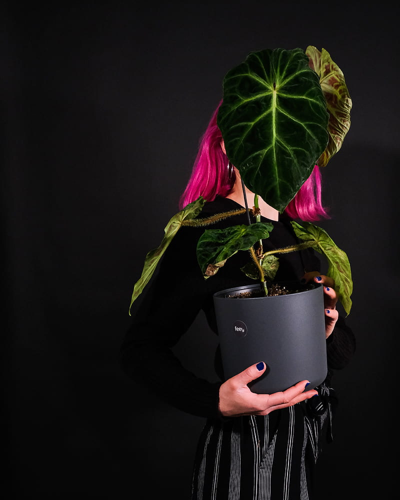 girl, plant, pot, HD phone wallpaper