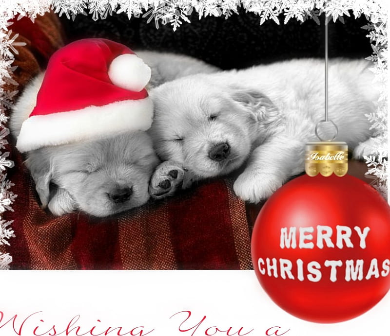 Deseándote una feliz navidad, cachorros, lindo, dulce, feliz navidad,  perros, Fondo de pantalla HD | Peakpx