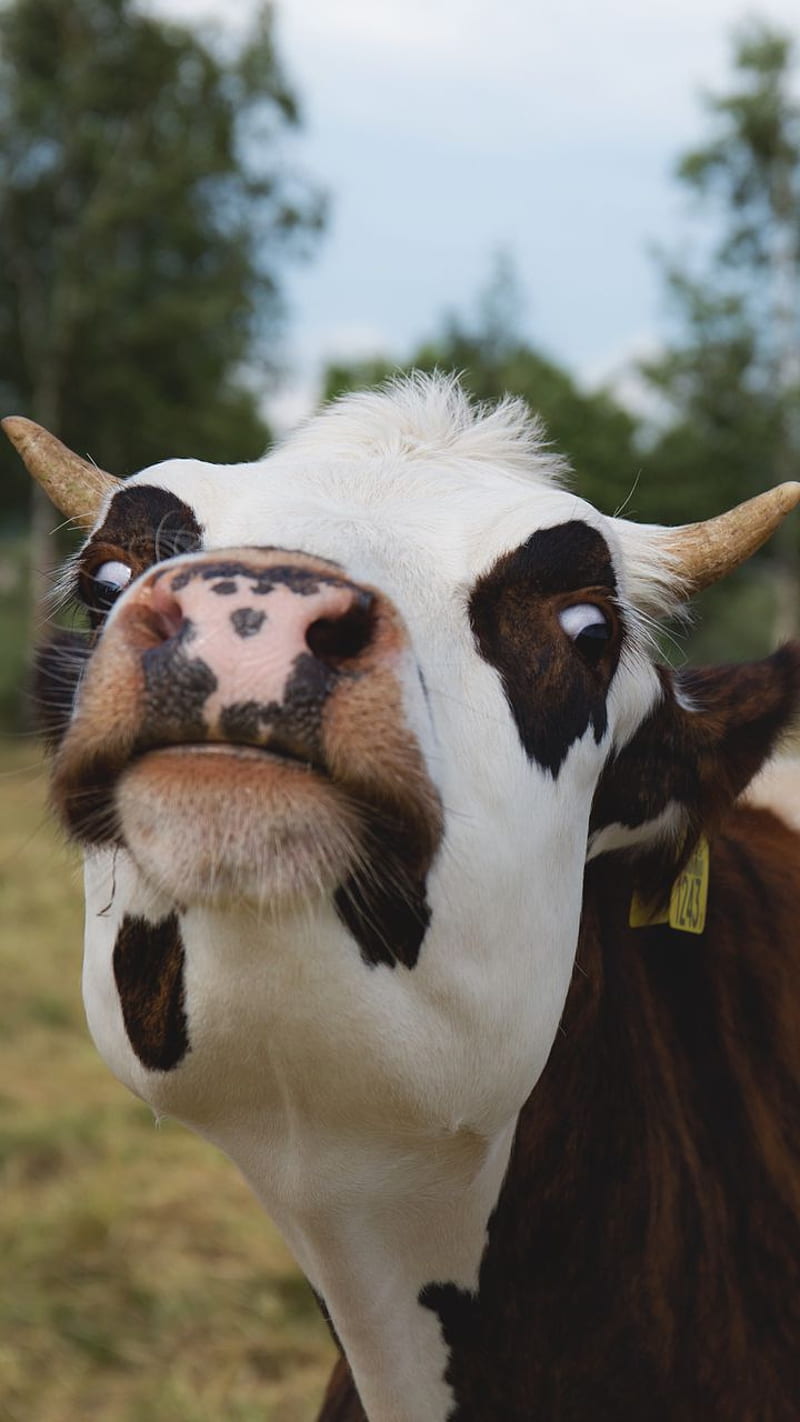 cow funny, horns, inek, muzzle, HD phone wallpaper