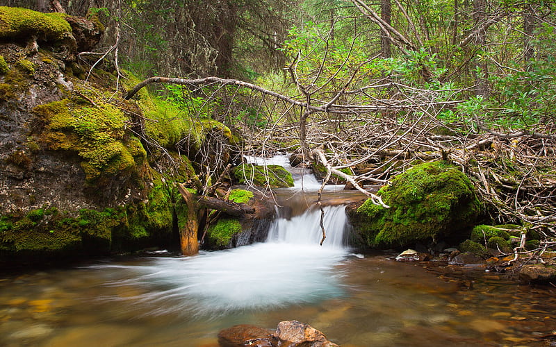 Galatea Creek, forest, rocks, water, clear, nature, bonito, lichen, rivers, HD wallpaper