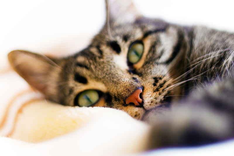 Cat Tikhon, cat, green, eye, HD wallpaper | Peakpx