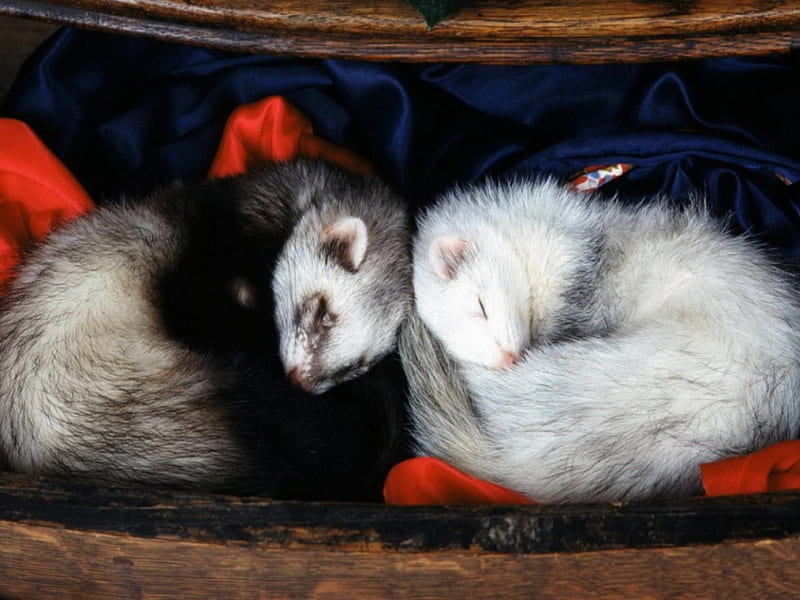 Snuggling Ferrets, ferrets, snugged, chest of drawers, clothing, pets, sleeping, HD wallpaper