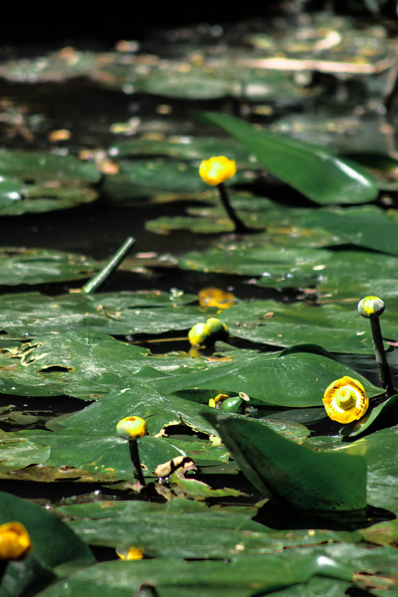 yellow lotus flower on water, HD phone wallpaper