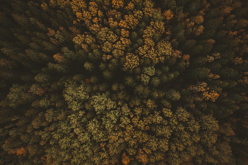 trees, aerial view, forest, autumn, HD wallpaper