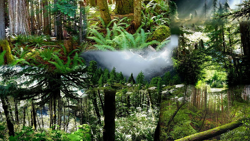 Pacific Northwest Forests, forest, , snow, mountains, collage, trees, mist, HD wallpaper