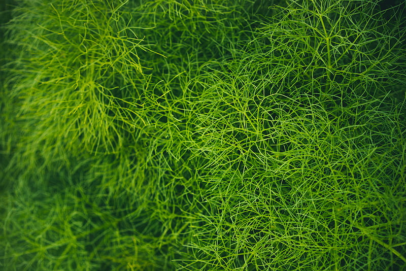 grass, green, plant, macro, HD wallpaper