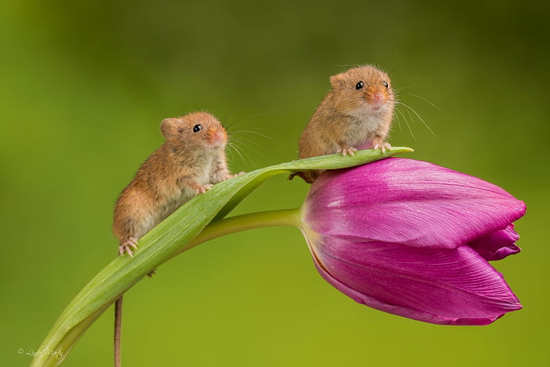 Harvest mice, spring, animal, cute, green, linda martin, flower, rodent,  soricel, HD wallpaper | Peakpx