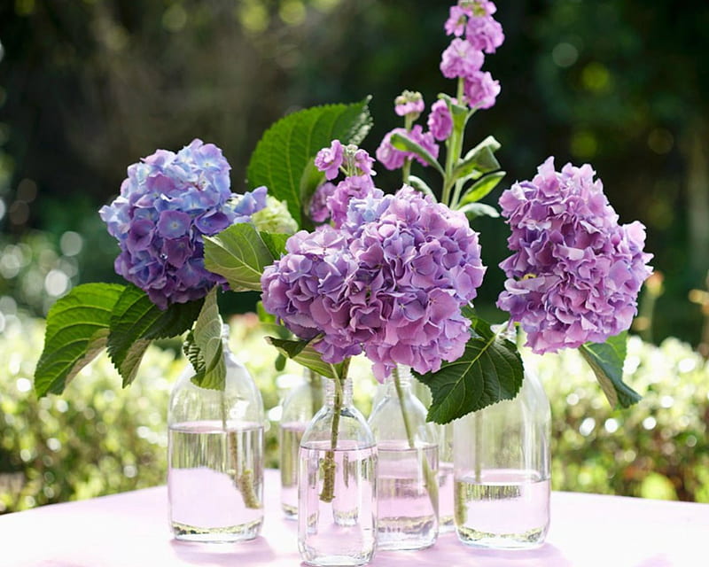 Beautiful Flowers in the Glass, glass, flowers, purple, bloom, HD ...