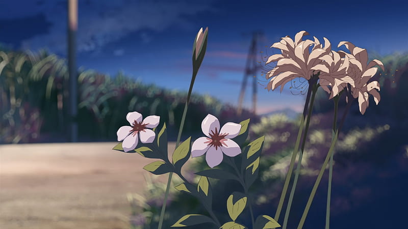 flower, 5 centimeters per second, anime other, HD wallpaper