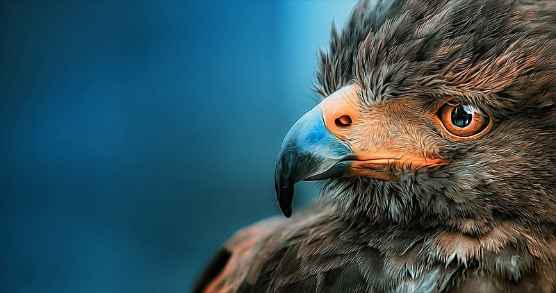 Eagle, bird, face, vultur, nature, pasari, HD wallpaper