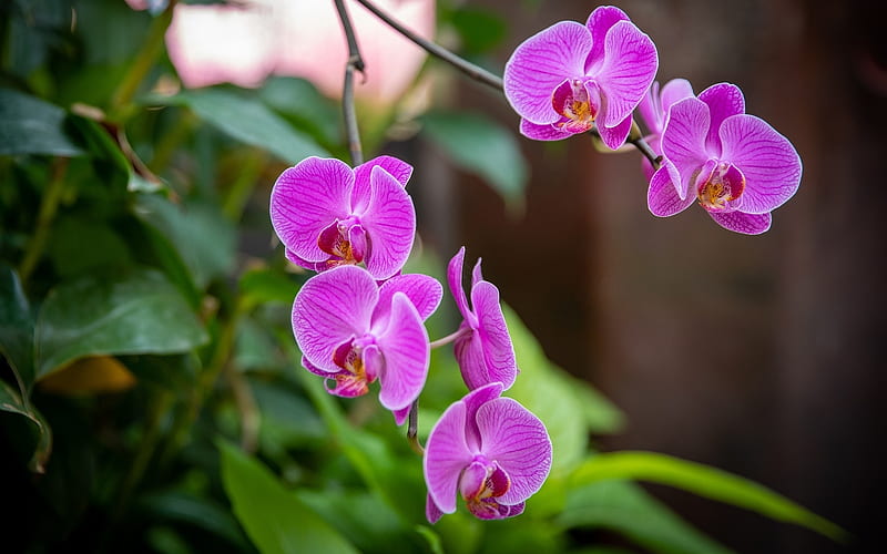 Orchid, plant, pink, flowers, HD wallpaper | Peakpx