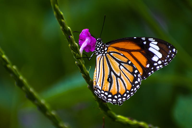 monarch butterfly perched on purple flower in close up graphy during daytime, HD wallpaper