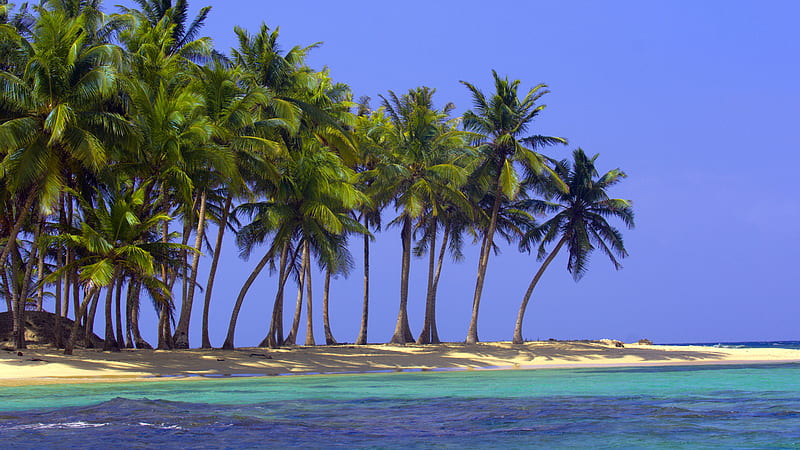 tropical trees, palmtrees, wet, ocean, beach, graphy, sand, water, summer, nature, blue, HD wallpaper