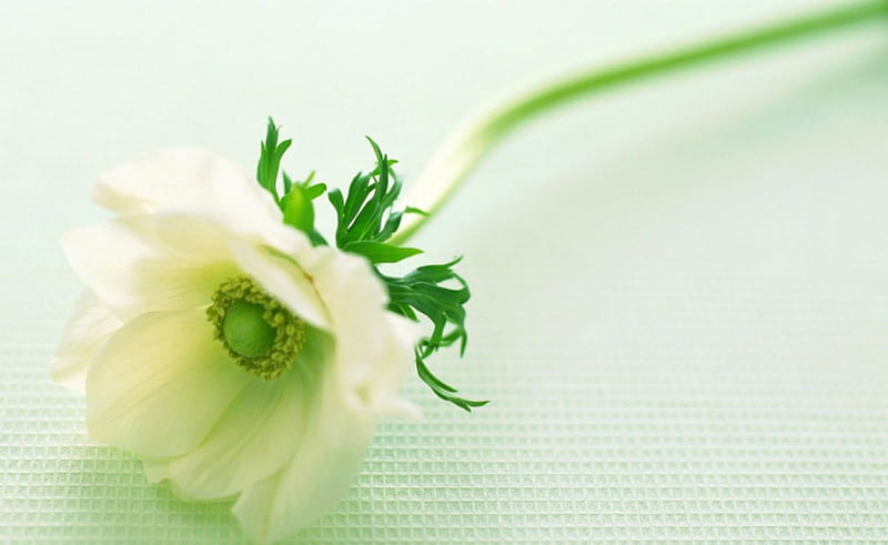 Elegant flower, flower, petals, white, bloom, HD wallpaper