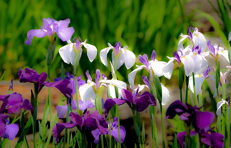 Colorful irises, pretty, colorful, lovely, scent, bonito, fragrance, purple, summer, flowers, garden, iris, HD wallpaper