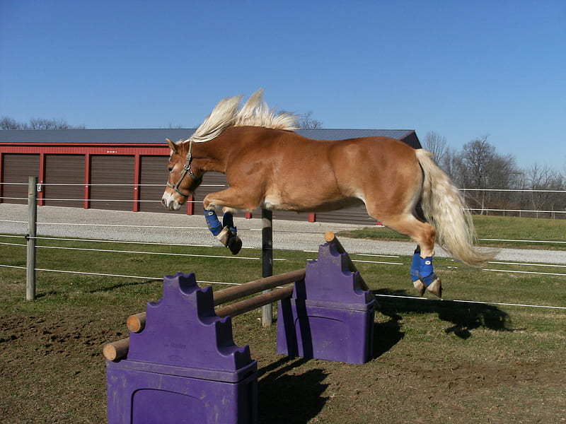 horse jumping, chestnut, jumping high, horse, HD wallpaper