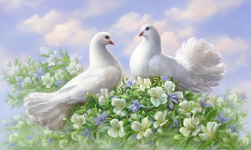 White Dove, cute, art, dove, white, HD wallpaper