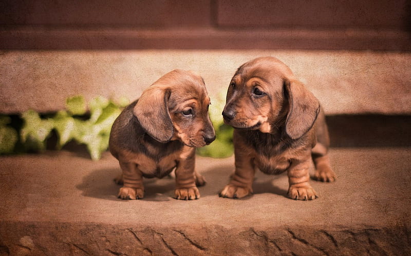 Dachshund, puppies, brown puppies, cute dog, small dog, HD wallpaper