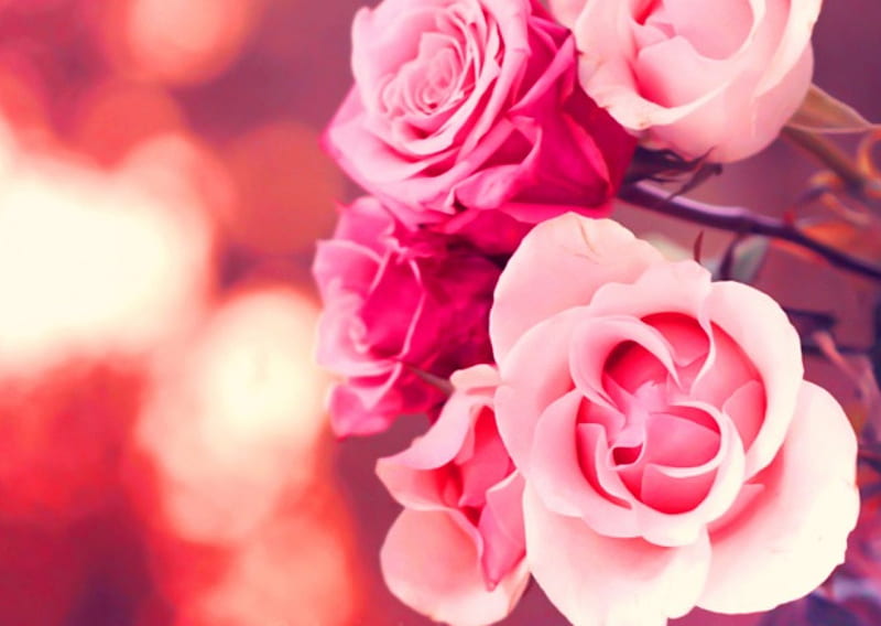 Roses, rose, flower, flowers, pink, HD wallpaper | Peakpx