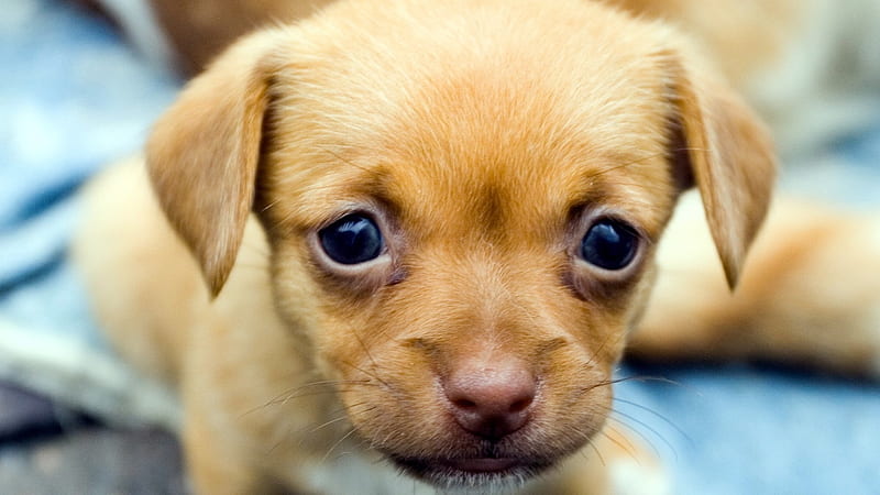 Sad Puppy Face-Animal, HD wallpaper