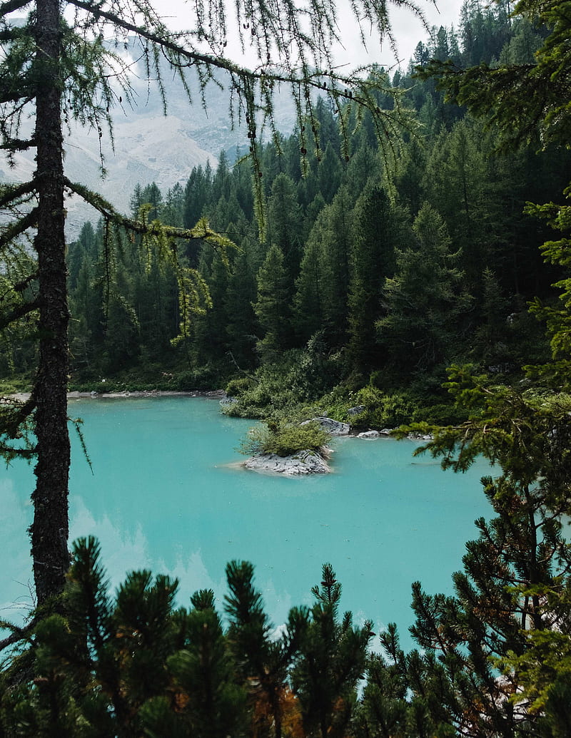lake, forest, coniferous, trees, shore, HD phone wallpaper
