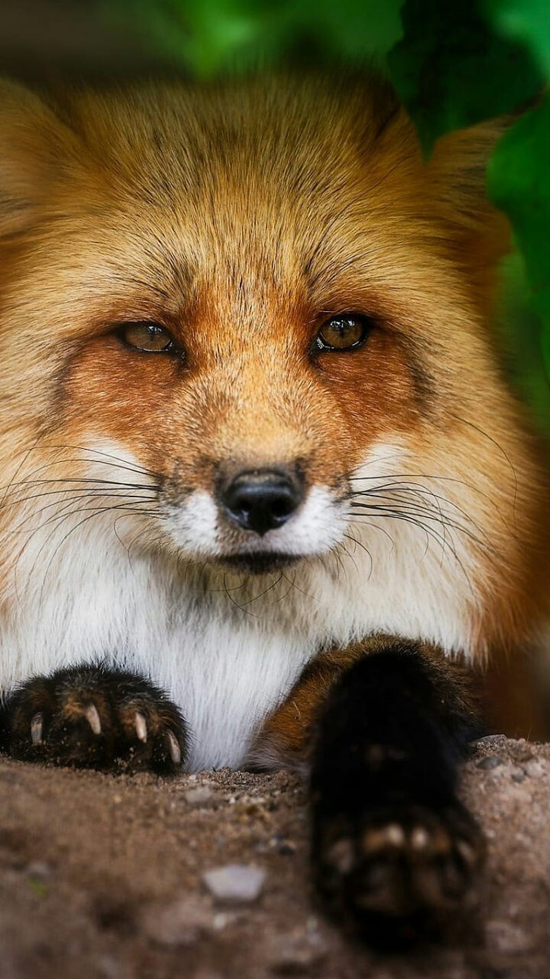 Fox Friend, animal, animals, face, foxes, coyotes, HD phone wallpaper