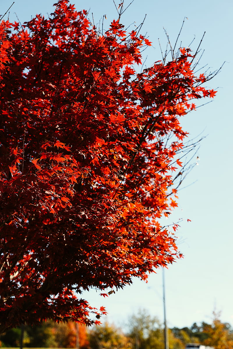Brown leaves on tree branch, HD phone wallpaper | Peakpx