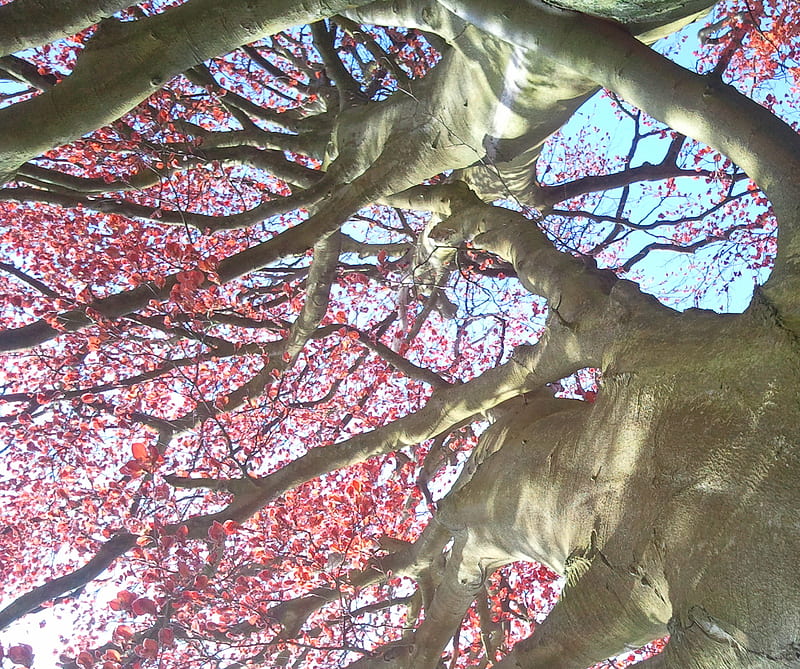 árbol rojo, bracknell, Fondo de pantalla HD | Peakpx