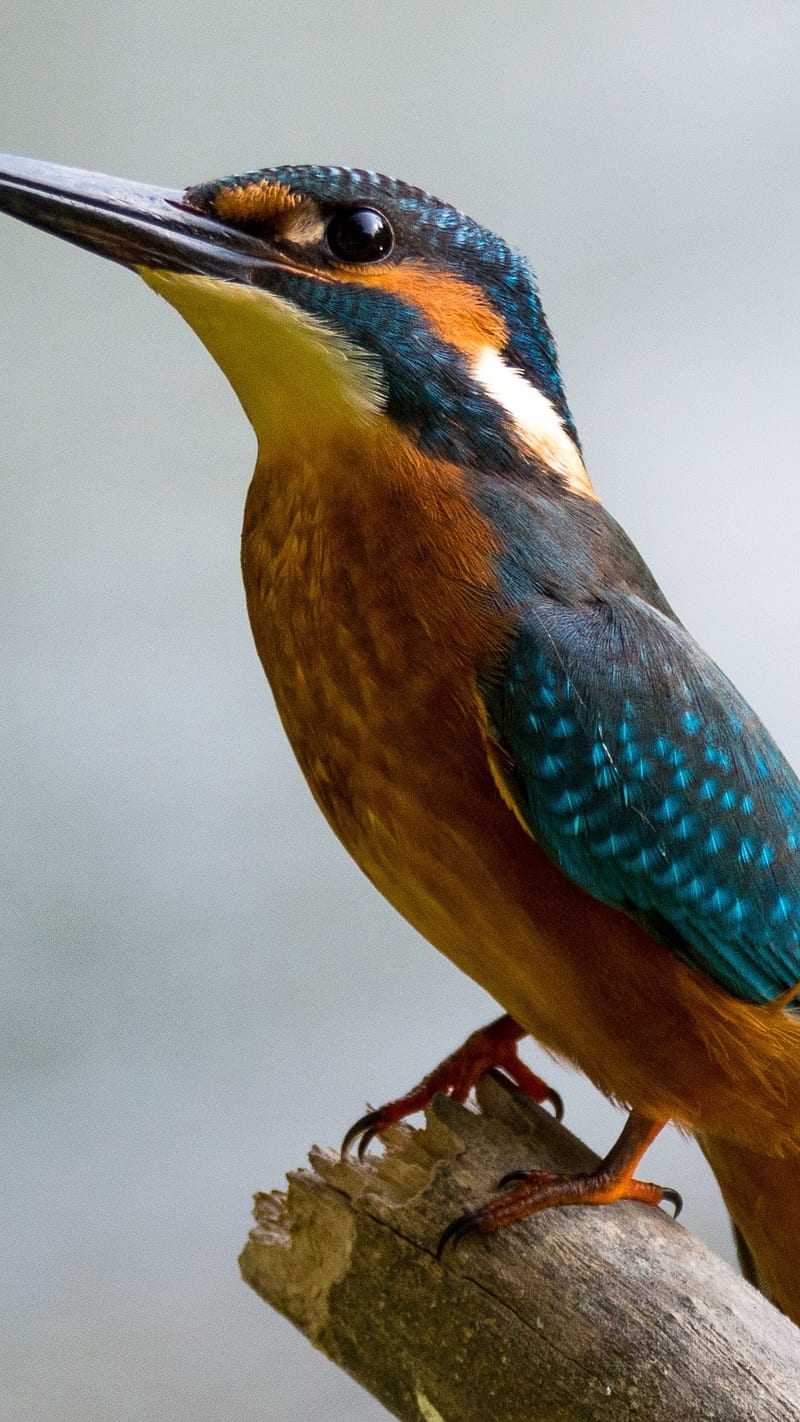 Kingfisher , bird, colorful bird, strong and long beak, HD phone wallpaper