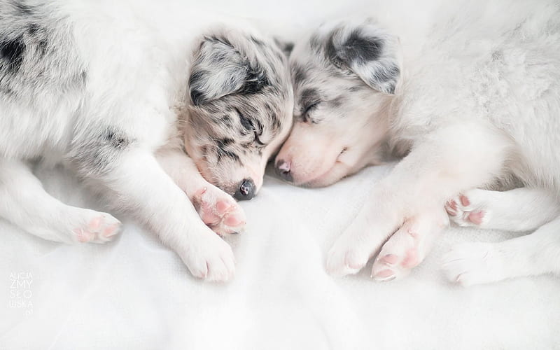 puppies, cute animals, sleeping puppies, dogs, HD wallpaper