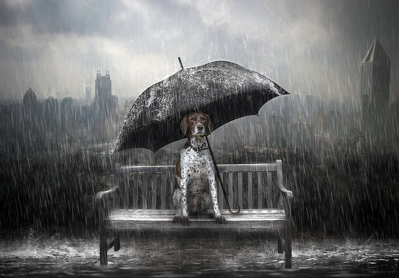 Dog Rain Umbrella Manipulation, dog, rain, umbrella, artist, artwork, digital-art, HD wallpaper