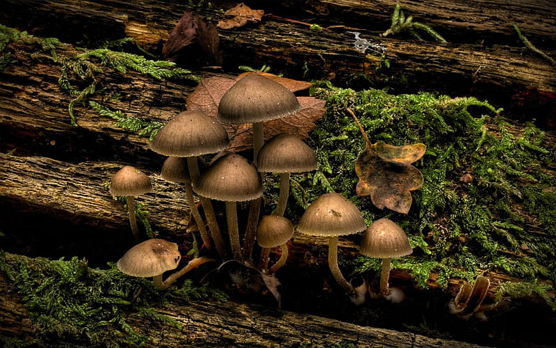 mushroom growing-Forest plants, HD wallpaper