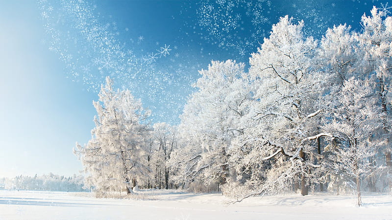 January Story, forest, january, wind, trees, winter, cold, snowing, snow, frost, HD wallpaper