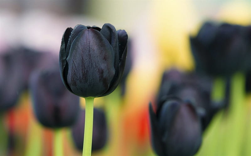 tulips, blur, close-up, buds, black tulip, HD wallpaper