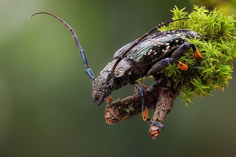 Beetles, Beetles Animals, insects, Zoology, Entomology, HD wallpaper