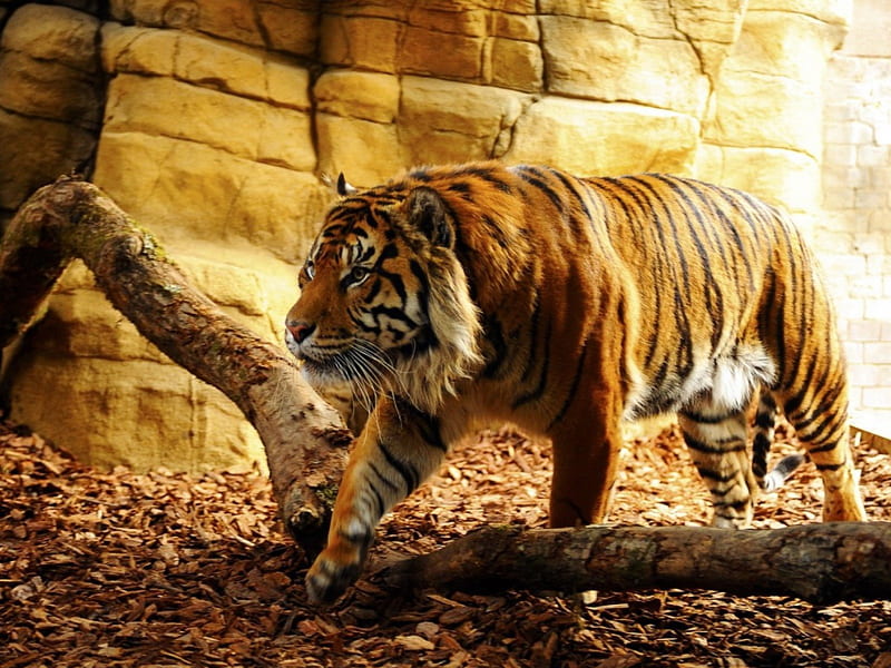 Hunting For Food Cool Tiger Great Hunter Hd Wallpaper Peakpx