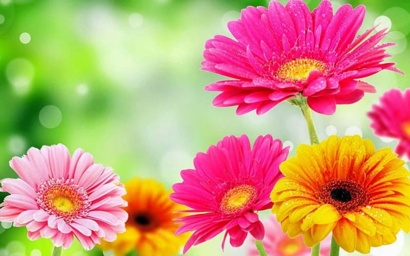Colors of Spring, gerbera, blossoms, yellow, garden, pink, HD wallpaper