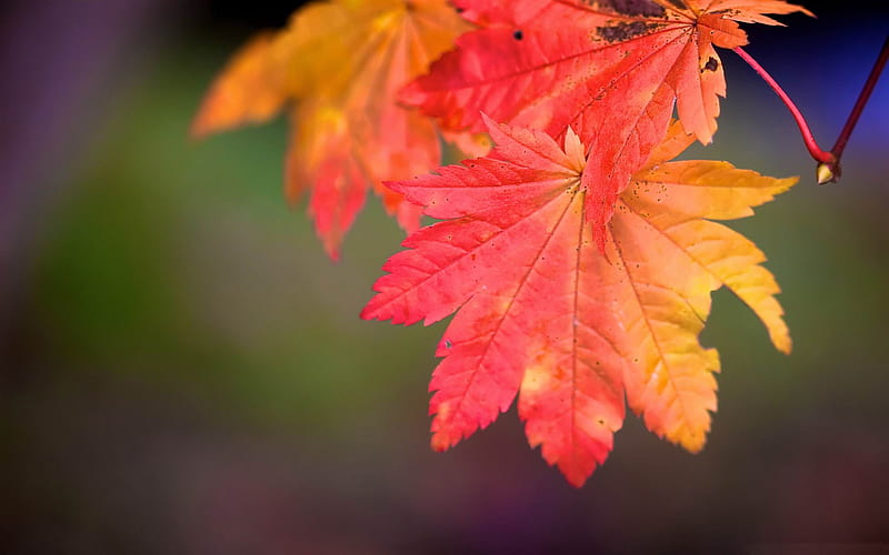 rainbow autumn-Autumn landscape, HD wallpaper