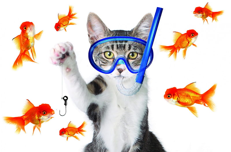 Fishing :), fish, snorkel, hook, cat, mask, fishing, goldfish, HD wallpaper