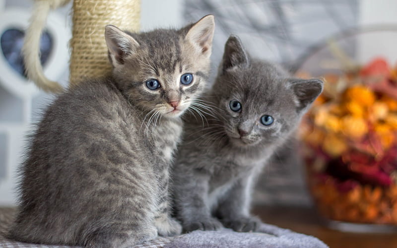 small gray kitten pets, cats, cute little animals, HD wallpaper