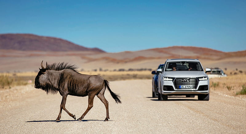 2016 Audi Q7 (Tofana White) in Namibia - Front , car, HD wallpaper
