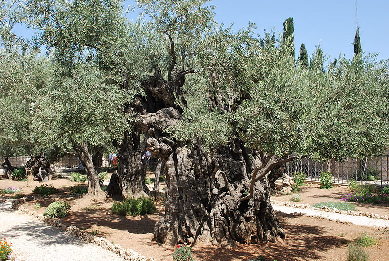 Olive Trees in the Garden of Ghetsemane, garden nature, olive trees, HD wallpaper