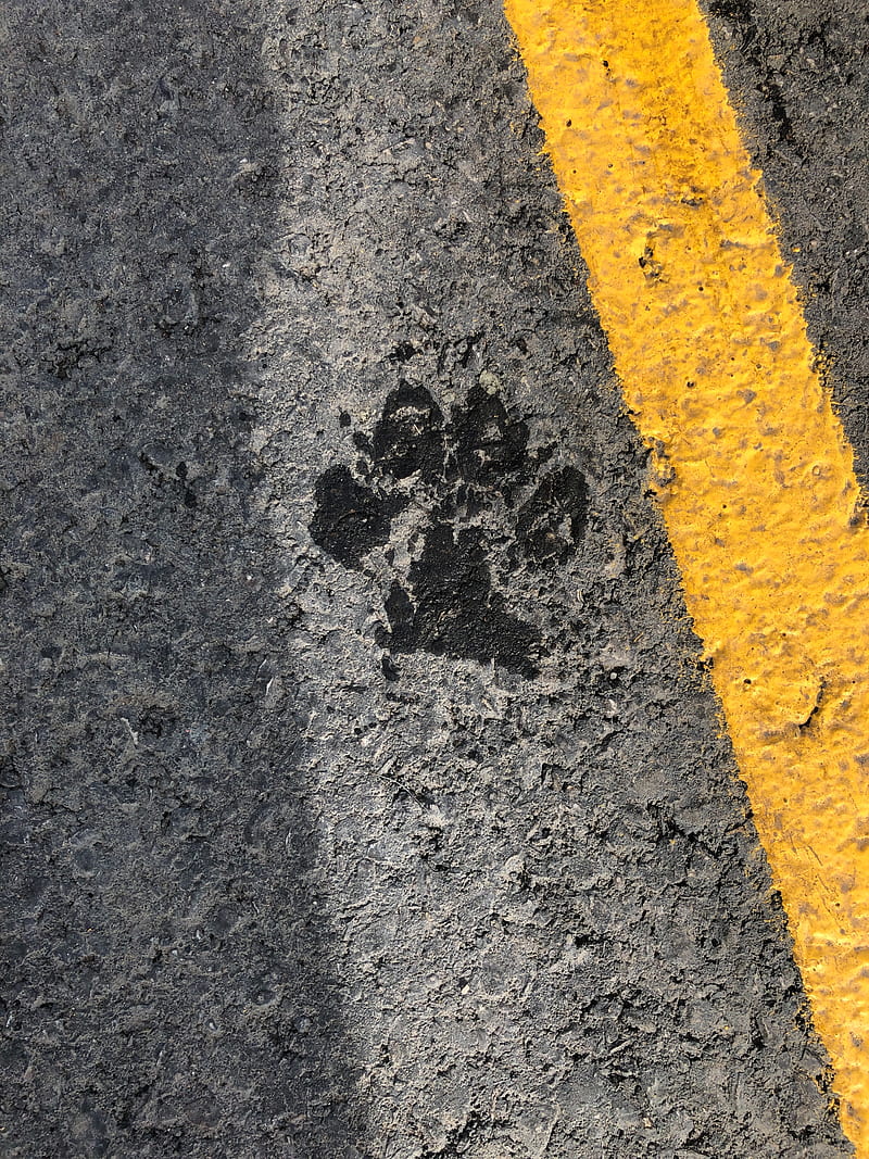 paw, footprint, asphalt, texture, strip, HD phone wallpaper