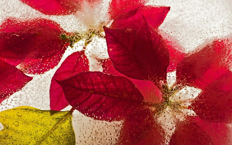 Flowers in ice, red, red flower, Poinsettias, Poinsettia, macro, red flowers, ice, flower, nature, Flowers, HD wallpaper