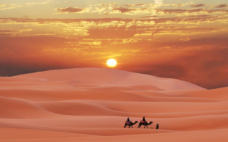 Desert Sunset, Sand, Desert, Sunset, Camels, HD wallpaper