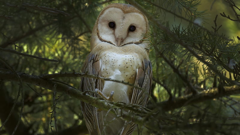 Owl Is Standing On Branch Of Tree Birds, HD wallpaper