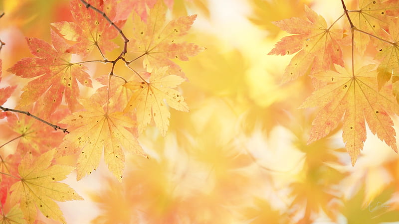 Fading Fall Leaves, fall, autumn, gold, leaves, orange, Firefox Persona theme, HD wallpaper